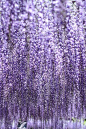  紫藤
