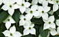 四片花瓣的白色花