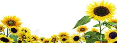 向日葵花朵背景海报 黄色 背景 设计图片 免费下载 页面网页 平面电商 创意素材