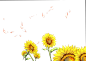 向日葵等等 (2)_001