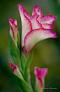 Gladiolus: 