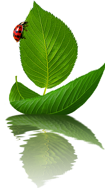 png植物鲜花素材  树叶 一叶扁舟 叶...
