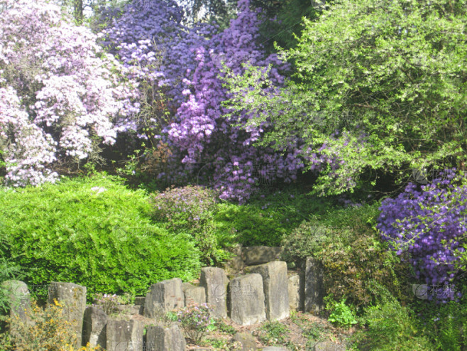 Purple Azaleas With ...