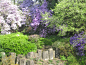 Purple Azaleas With Rock Wall