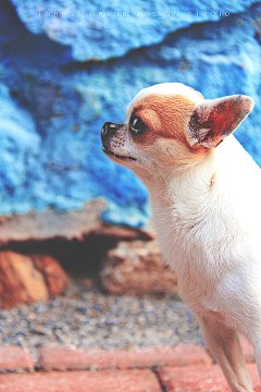 淘宝装修设计、标志、企业形象、海报、名片、宠物摄影及后期修图制作等平面设计柴犬 #Logo# #素材# #包装# #色彩# #经典#联系电话：15942487026