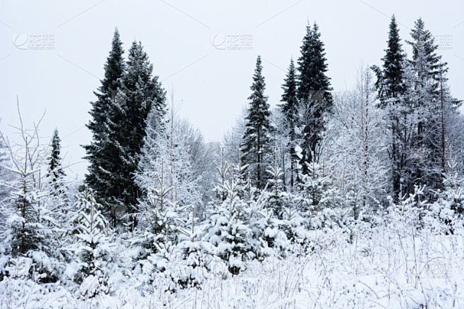 冬天,森林,针叶林,自然,新的,水平画幅,地形,雪,无人