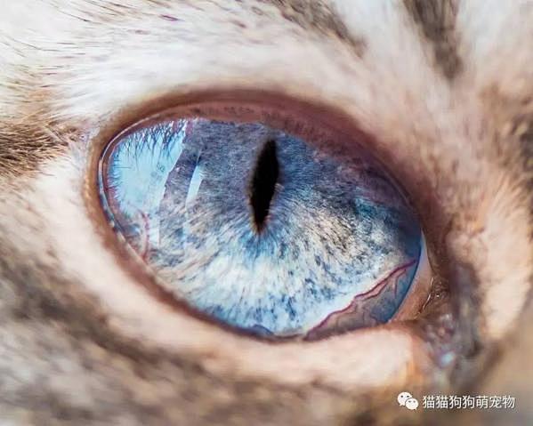这些微距拍摄的猫眼睛图片，你看了是什么感...