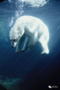 萌宠 | 全球最专业的北极熊摄影师带你近距离感受这个危险的萌物。