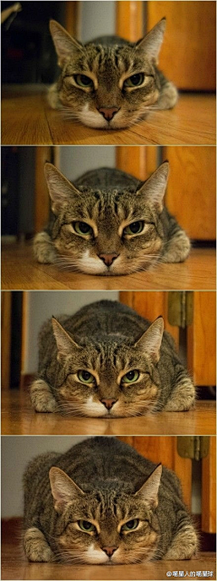 鹰眼龙雨采集到猫