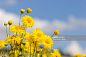 Close-Up Of Yellow Flowering Plant : 圖庫照片