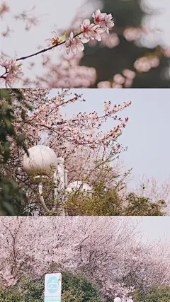 樱花世界/文艺风
三图拼接高清壁纸