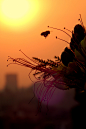 2laa&#x;27 elgrawany在 500px 上的照片sunset bee