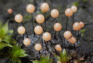 珍珠蘑菇菌