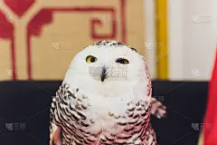 极地雪鸮坐在栖木上凝视着镜头。猫头鹰旁边的文字空间。