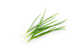 葱