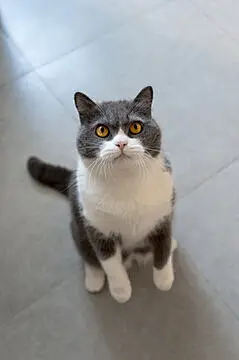 点击来源直接获取大图文件 |British shorthair cat standing up while playing