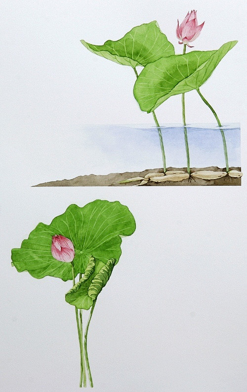 手绘荷花