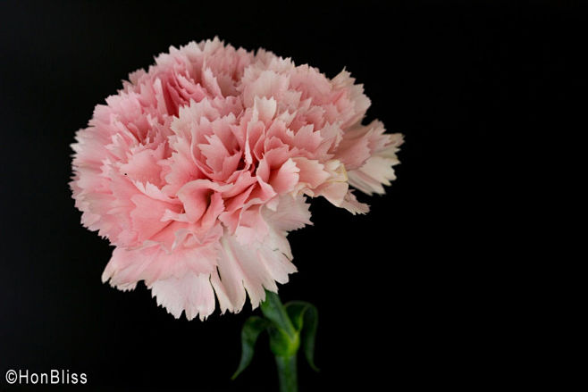 A flower(Carnation) ...