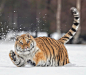 大猫超话 德国摄影师Ina Schieferdecker拍摄的猛虎。不，是萌虎！抓拍的每一个表情都有点儿蠢萌。
#西伯利亚虎# #老虎##大猫##大猫你好#
