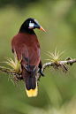 雀形目·拟鹂科·拟椋鸟属：褐拟棕鸟