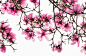 Pink Magnolia - stock photo#玉兰##摄影#——最美不过玉兰