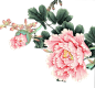 花朵 牡丹花