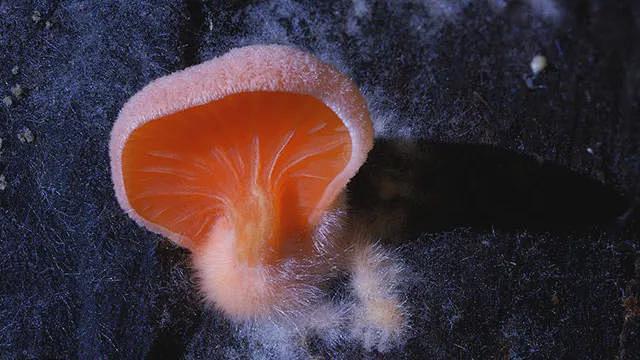 专拍蘑菇的摄影师，拍的蘑菇99%你没见过...