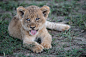 幼崽 猫科动物 大猫 捕食者 美洲狮 猎豹 动物摄影图片图片壁纸