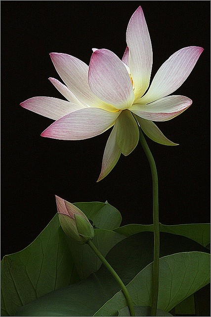 14:55:25lotus 莲莲花开落月明夜不知秋思同采自pinterest