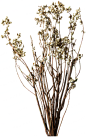 邸高 现代极简永生花艺摆放花艺