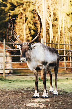 偶蹄目·反刍亚目·鹿科:芬兰驯鹿1加糖薄荷糖采集到生物结构采集
