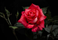 黑色背景露珠玫瑰花高清图片