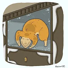 猫咪迷惑行为大赏！这40个猫咪的爆笑瞬间，每一张都是表情包哈哈哈哈 (22)
