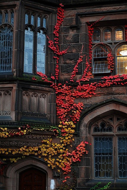 Ivy, Princeton Unive...