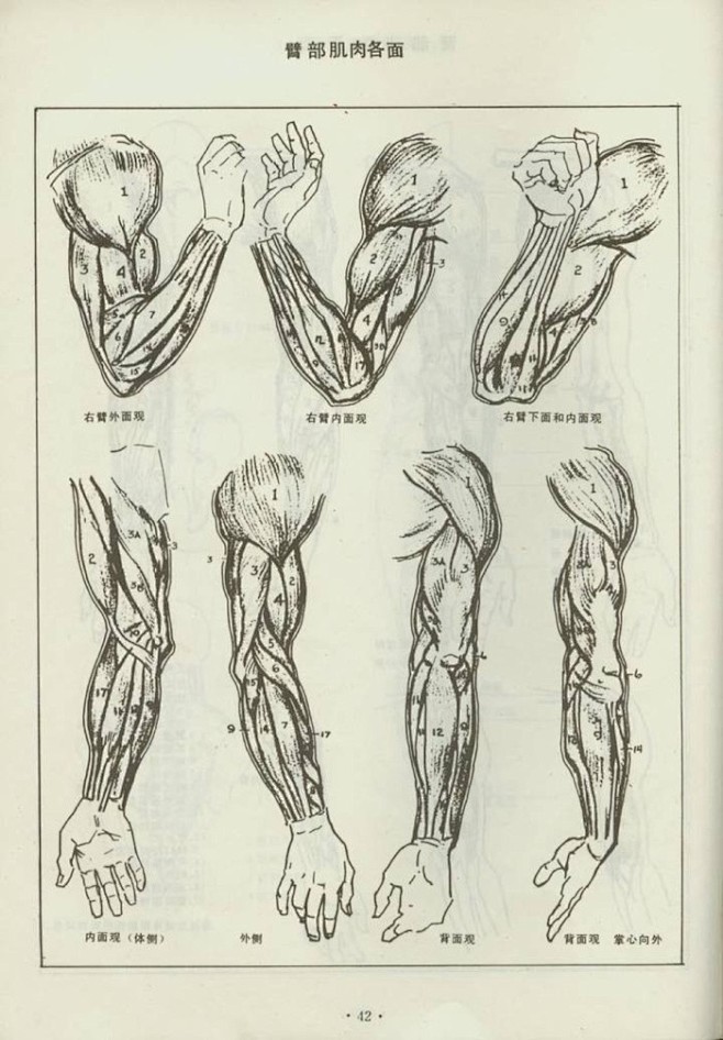 大臂肌肉结构图片