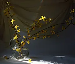 静物摄影│Julia Medvedev摄影师作品。