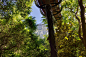 Tree Canopy Walkway at Kirstenbosch / mta : “魔法森林”上“梦幻浮桥”—-康斯坦博西植物园树冠走廊8