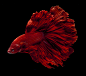 Betta fish in red with black background by visarute angkatavanich on 500px