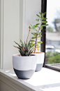 DIY Succulent Pots: 