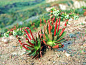 图谱：仙女杯属 <wbr>Dudleya
赛特绮丽Dudleya setchellii