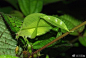 吉尔吉螽斯‭Eulophophyllum kirki，在北部婆罗洲最新发现的一种伪装性极强的昆虫，它们雌虫为红色，雄虫为绿色，最初还以为是两个物种。其中奇妙之处在于，雌虫都是宅女，吃刚长出的红色嫩叶，所以伪装成红叶(图1-4)；而雄虫穿梭于树木之间到处撩妹，所以只好穿上一身原谅色，伪装成绿叶(图56)。 ​​​​