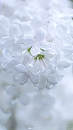 有香气的壁纸，白色丁香
#遇见美好时光##2020，我的春天##你好春天##最南京，全民拍# ​​​#随手拍最美春天##遇见春光# ​​​​