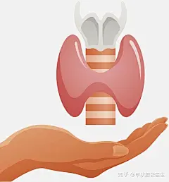 甲状腺，