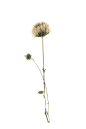 压制干花-DOOOOR