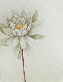 涂鸦 色彩 水彩 手绘 铅笔 彩铅 彩色 可爱 插画 艺术 动漫(画) 黑白 植物 建筑 绘画 古风 花 壁纸 水粉 色彩 动物  水墨