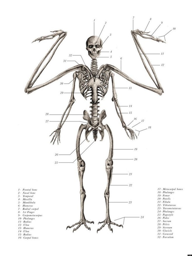 神话人物解剖图