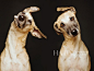 【图】向摆拍“say no”！德国摄影师Elke Vogelsang展现爱犬最真实的一面，举手投足间个性尽显而又不失优雅_第7页_宠物_海报时尚网