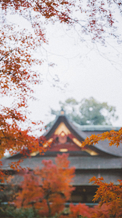 麥窴采集到素材