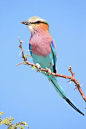 Lilac-breasted Rollor - Coracias caudate; This species performs a wonderful courtship flight, with a fast and shallow dive from very high elevations, with a rolling or fast rocking motion. It actually breeds “on the wing”. They nest in natural holes found