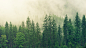 绿色树林雾自然风景壁纸_360图片